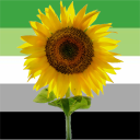 arosunflower avatar