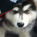 arriseljarcor avatar