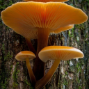 arrowacesspade avatar