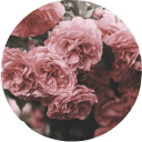 arrowofcarnations avatar