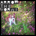 arrowthecorgi avatar