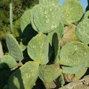 arsenic-and-silver-lace avatar