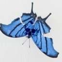 arsenicbutterfly avatar