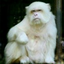 art-culture-philosophy-and-media avatar