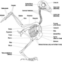 art-ref-anatomy avatar