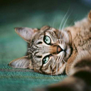 arte-imagem-blog avatar