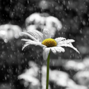 artechemipiace avatar