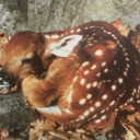 artemidazohxq avatar