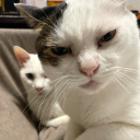 artemis134340 avatar