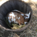 artemisarch3r avatar