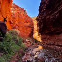 artemisiatridentata avatar