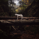 artemisofthewoods avatar