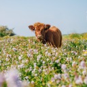 artemisprowls avatar