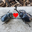 artemisz-stuff avatar