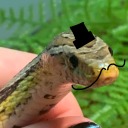 artez-000-zetra avatar