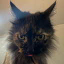 artfullyfaith avatar