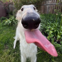 arthropleura-appreciator avatar