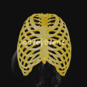 arthur-lesters-ribcage avatar