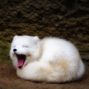 artic-fox-appreciator avatar
