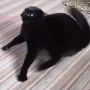 artificialvenus avatar