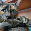 artimeanatheart avatar