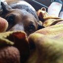 artisticnarwal avatar