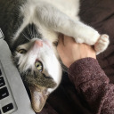 artless-whimsy avatar