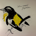 artoffauna-blog avatar