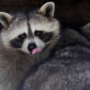 artraccoon avatar