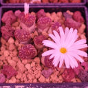 artrefsntutos avatar