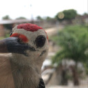 arturobracamonte avatar