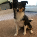 artythesheltie avatar