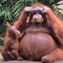 aruseyoubigdumbidiot avatar