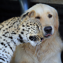 arviciravtqva avatar