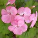 arzublogworld avatar