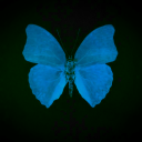 asa-no-seiiki avatar