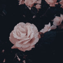 ascendantking avatar