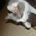 asdfghjkl-cats-blog avatar