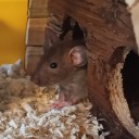 asexualkavprdeli avatar