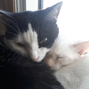 asha-gaelan-blake avatar