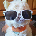 ashannithealpaca avatar