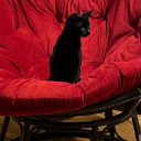 ashenkittycat avatar