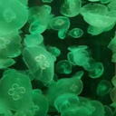 asherella-is-a-dork-3 avatar