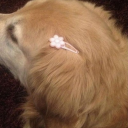 asherisnthuman avatar