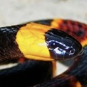 ashes-to-anew avatar