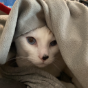 ashleydrawscats avatar