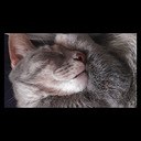 ashtheviolagirl-blog avatar