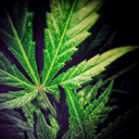 ashtrayaudience avatar