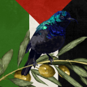 ashwantsafreepalestine avatar