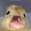 asillylittleduck avatar